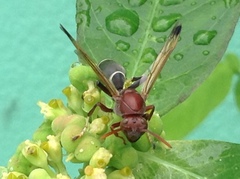 Polistes brunus