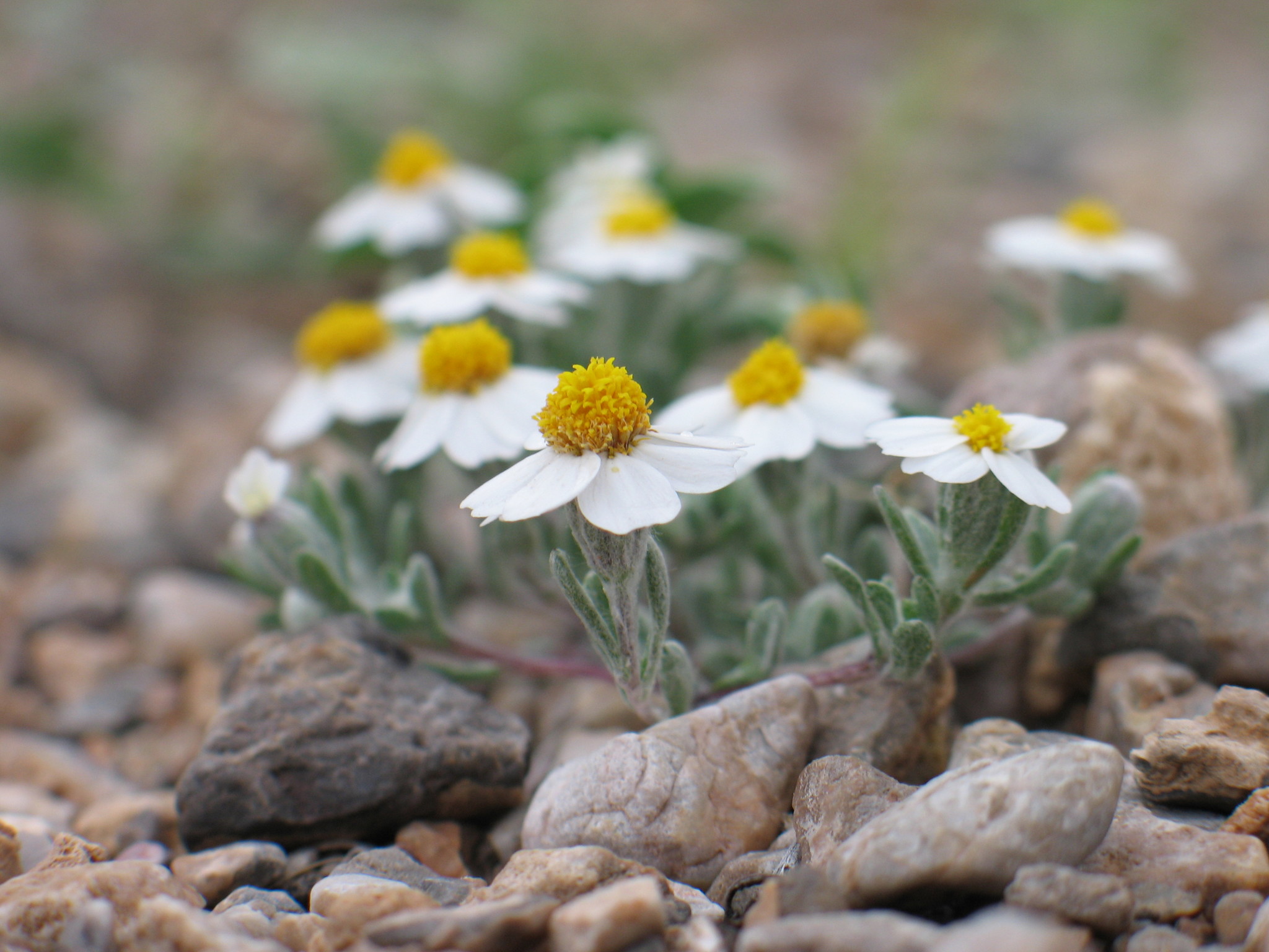 Eriophyllum lanosum