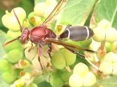 Polistes brunus