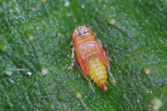 Eupteryx urticae