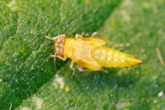 Eupteryx urticae