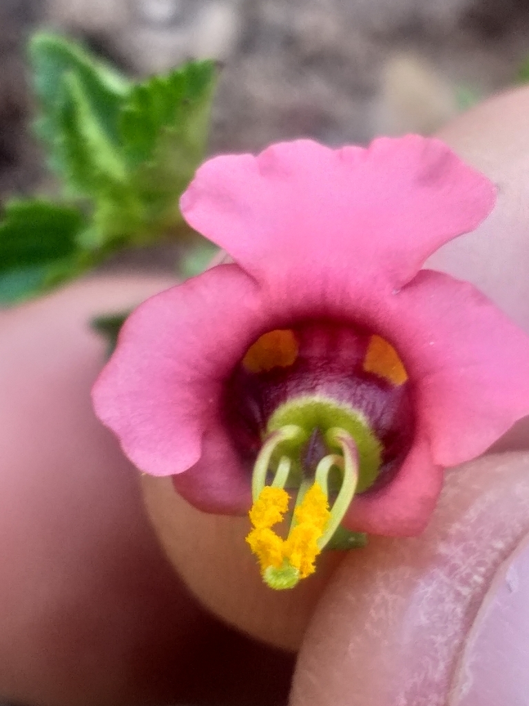 Alonsoa peduncularis (Alonsoa peduncularis)