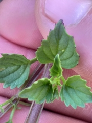 Alonsoa peduncularis