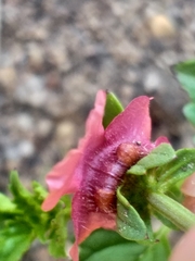 Alonsoa peduncularis