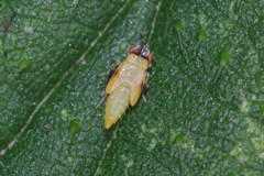Eupteryx urticae