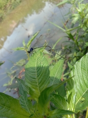 Onychargia atrocyana