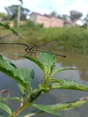 Onychargia atrocyana