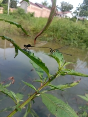 Onychargia atrocyana