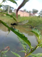 Onychargia atrocyana