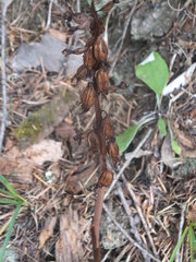 Corallorhiza striata