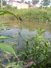 Onychargia atrocyana