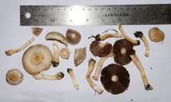 Agaricus comtulus