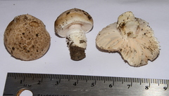 Saproamanita pruittii