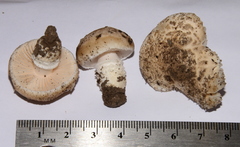 Saproamanita pruittii