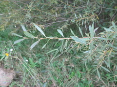 Salix miyabeana