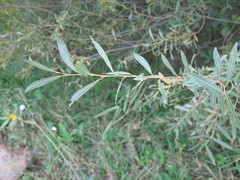 Salix miyabeana