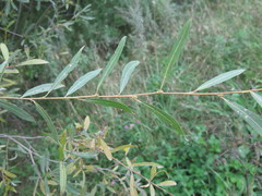 Salix miyabeana