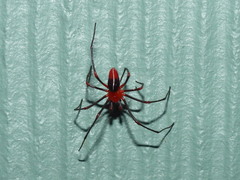 Dimidamus dimidiatus