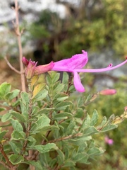 Syncolostemon rotundifolius