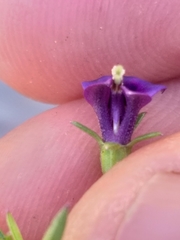 Monopsis simplex