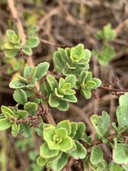 Syncolostemon rotundifolius