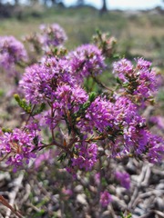 Agathosma corymbosa