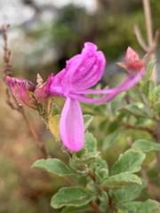 Syncolostemon rotundifolius