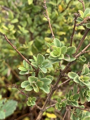Syncolostemon rotundifolius