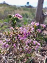 Agathosma corymbosa