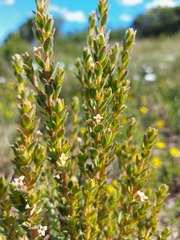 Gnidia spicata