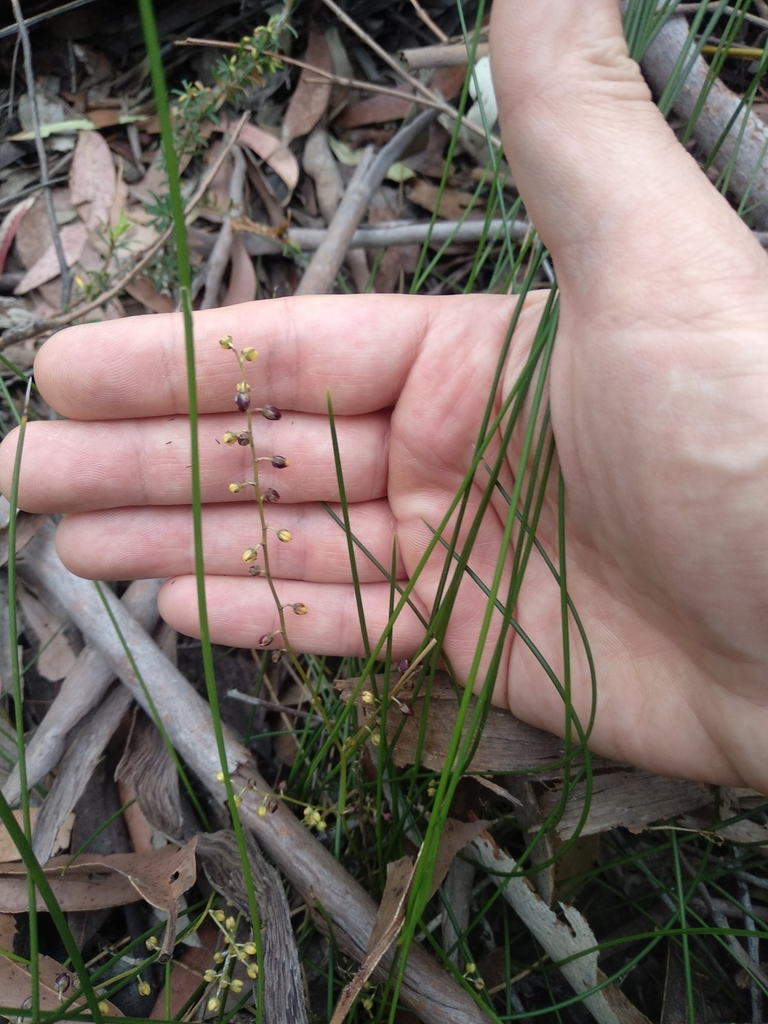 Lomandra cylindrica