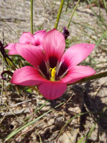 Romulea hirsuta