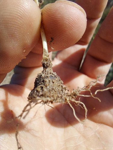 Romulea hirsuta