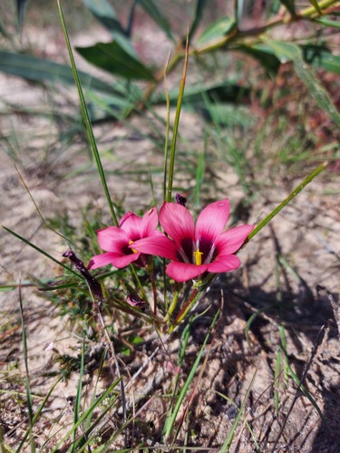 Romulea hirsuta