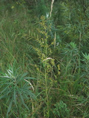 Thalictrum amurense