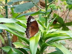 Elymnias hypermnestra hypermnestra