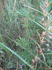 Thalictrum amurense