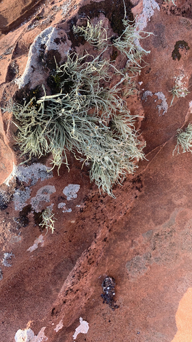 Ramalina cuspidata