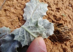 Onopordum acaulon