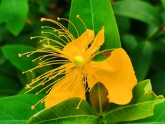 Hypericum monogynum