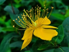 Hypericum monogynum