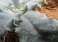 Onopordum acaulon