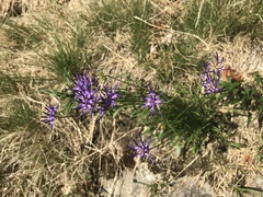 Phyteuma scheuchzeri