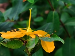 Hypericum monogynum