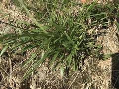 Phyteuma scheuchzeri