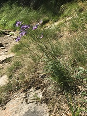 Phyteuma scheuchzeri