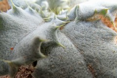 Onopordum acaulon