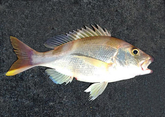 Lipocheilus carnolabrum