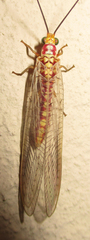 Italochrysa