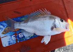 Lipocheilus carnolabrum